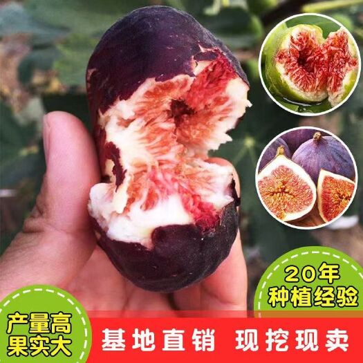 平邑县波姬红无花果苗 南北方种植当年挂果基地直销包品种包技术