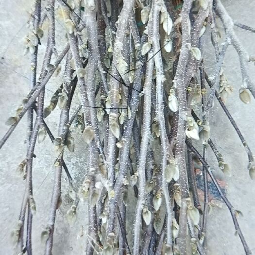 平邑县 各种规格玉兰花