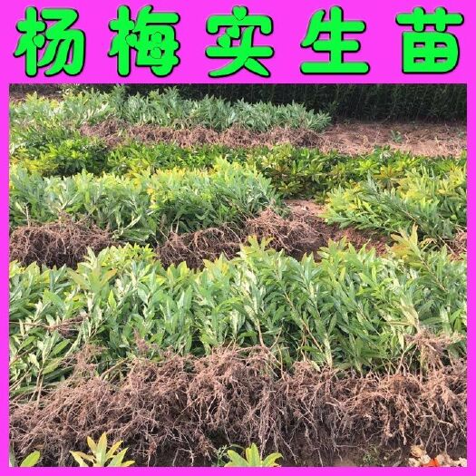 阳朔县杨梅实生苗 嫁接杨梅砧木苗  量大从优 根系发达 叶面清秀