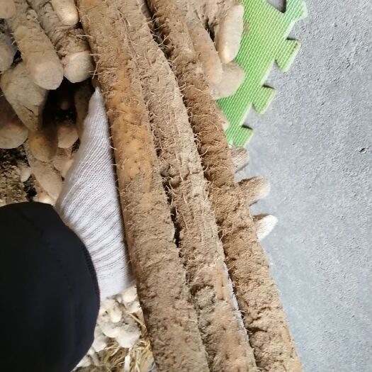 博野县 铁棍山药