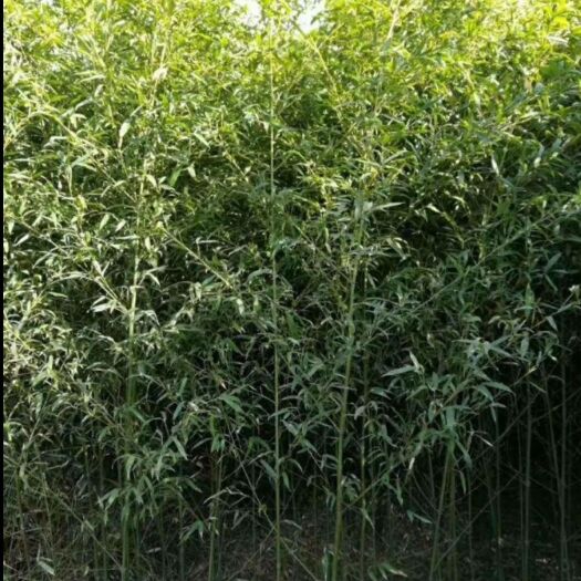 龙里县 一至三公分的小竹子，高度二到三米