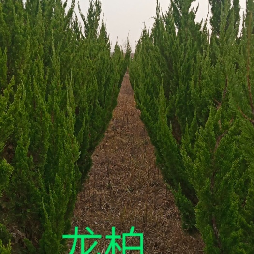 孝昌县直生龙柏