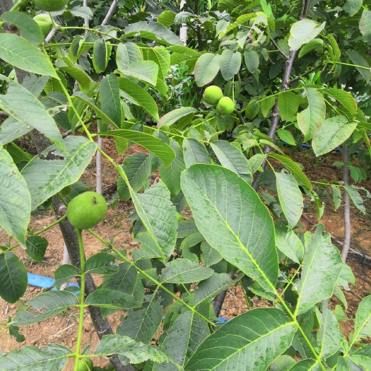 方城县 清香薄壳核桃苗