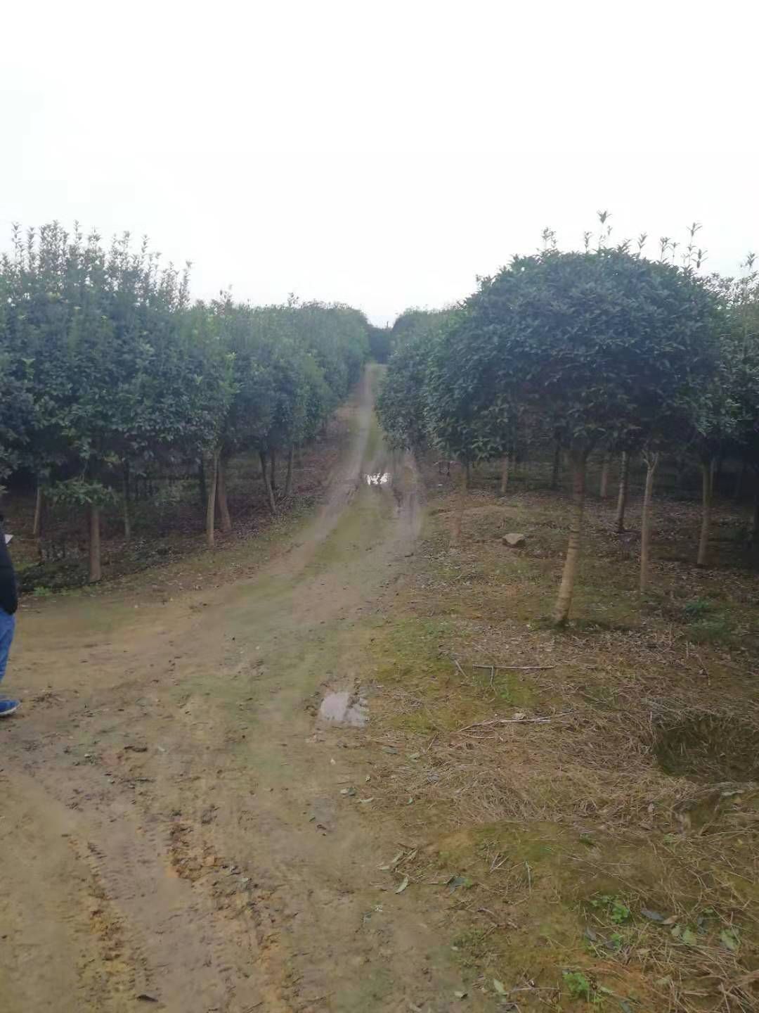 普通桂花树 欢迎要求不高的项目使用！