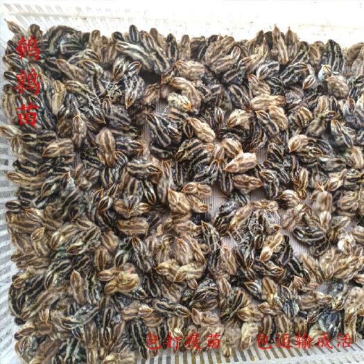 南宁鹌鹑苗 活体鹌鹑 小鹌鹑 产蛋鹌鹑苗 包运输成活