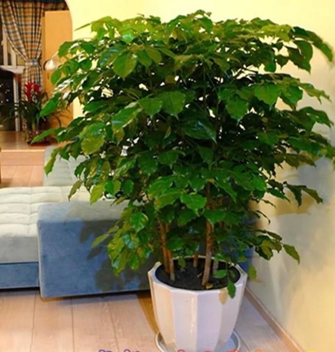 幸福树盆栽 四季常青楼房办公室内 易养盆景净化空气吸甲醛绿