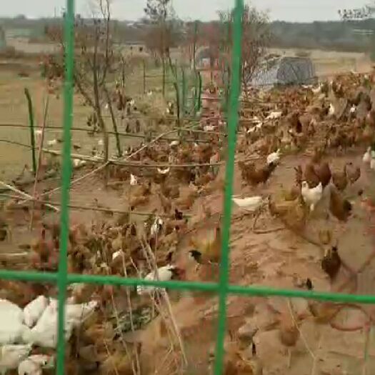 怀宁县 纯散养土鸡，鸭肫，鹅