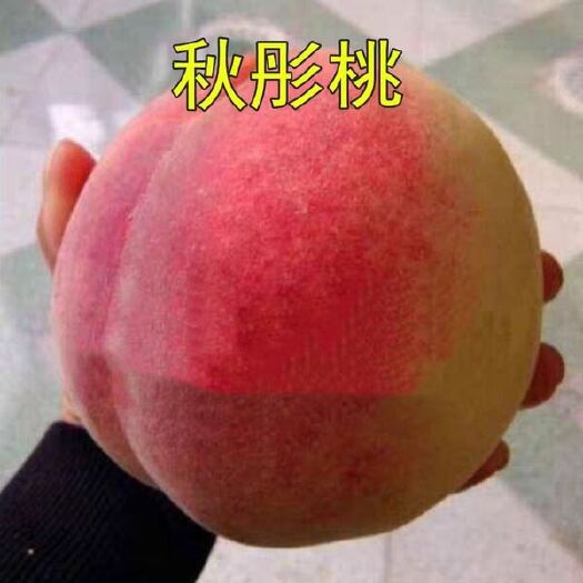 平邑县 秋彤桃树苗当年结果树苗包成活包品种免费提供技术指导基地直供