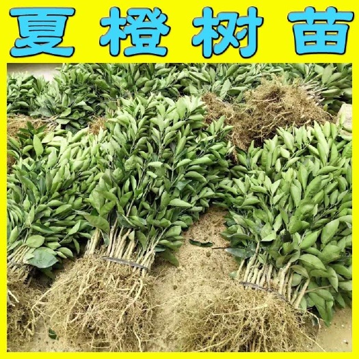 阳朔县夏橙树苗 蜜耐夏橙苗 福罗斯特夏橙苗 品种保证 二年苗