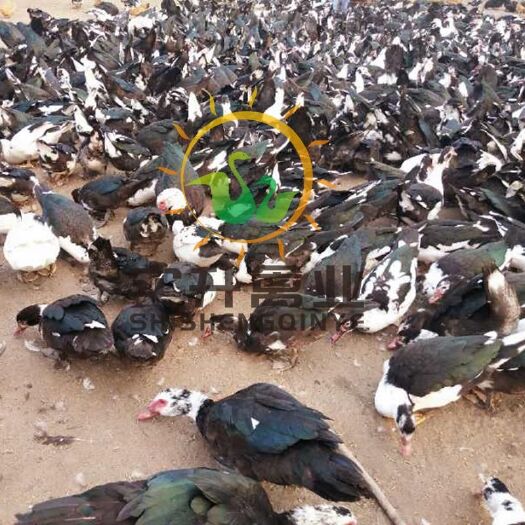 南宁 大种黑番鸭基地  黑番鸭苗批发价格 大种黑番鸭正规厂家