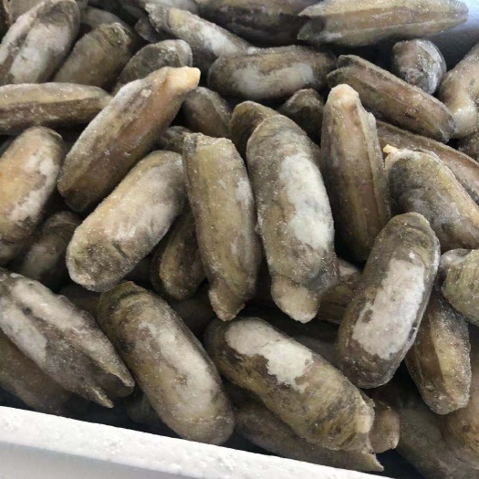 东港市 缢蛏  小人仙