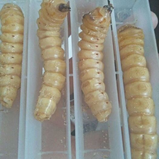 湄潭县 纯斗米虫