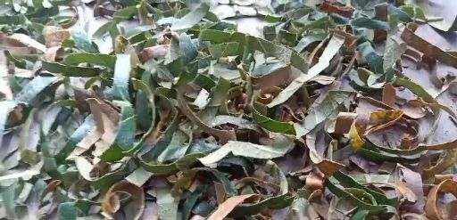 望谟县枇杷叶  青切片
