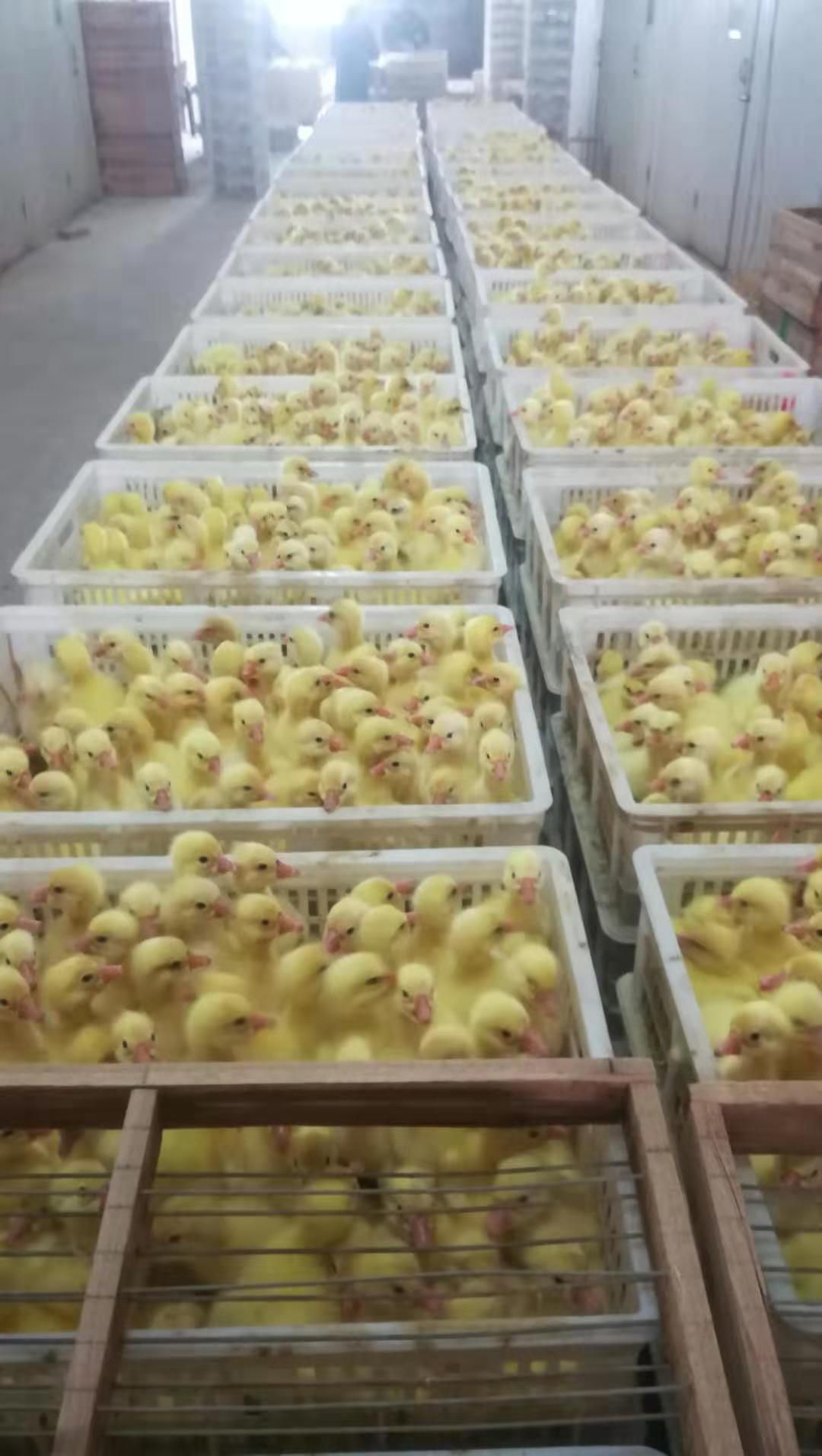 白狮头鹅苗
