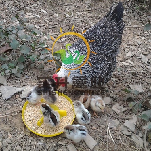 南宁 彩凤鸡苗供应商 彩凤鸡苗孵化厂  彩凤鸡苗基地 彩凤鸡苗本
