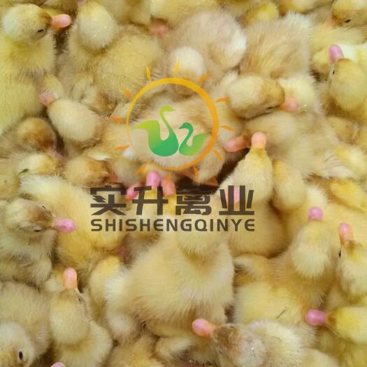 南宁 优质白鸭苗 白鸭苗报价  大白鸭苗销售 白鸭苗价格