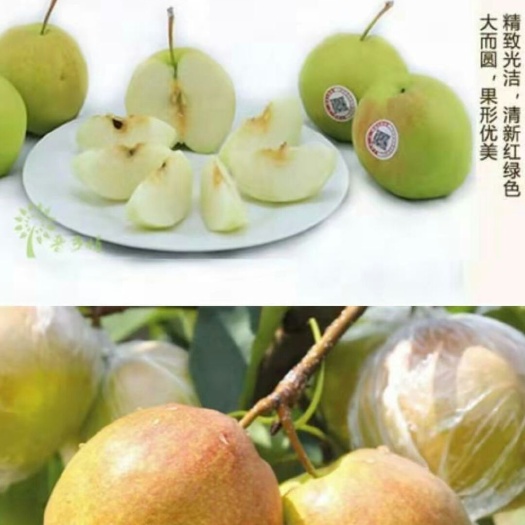隰县玉露香梨 隰县玉露香，出口欧美，具有皮薄，水份大，口感好的优势