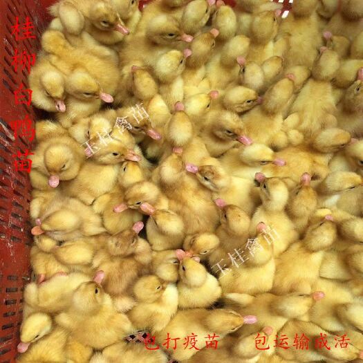 南宁 白鸭苗  桂柳鸭苗 小鸭苗 活体鸭苗 北京鸭苗 樱桃谷鸭苗