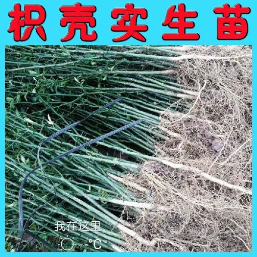 阳朔县枸橘苗 枳壳苗 嫁接柑橘类砧木直生苗 免费提供嫁接技术支持