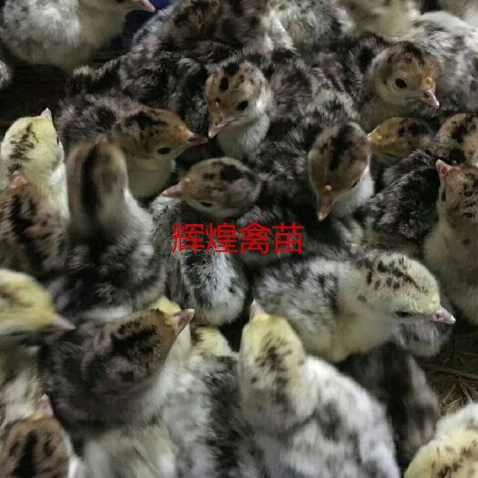  火鸡苗 蛋鸭苗 白鹅苗 出壳包打疫苗 运输包成活率