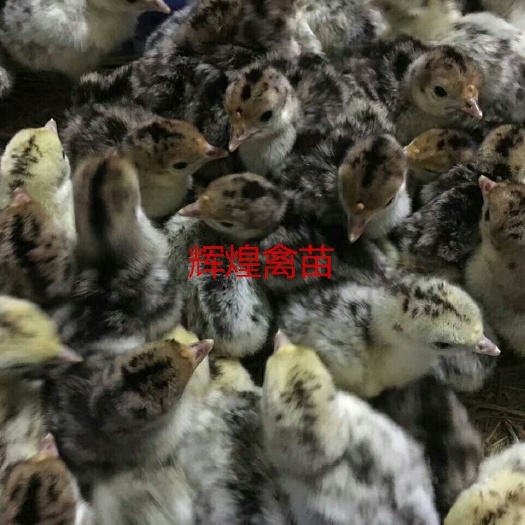 南宁 火鸡苗 蛋鸭苗 白鹅苗 出壳包打疫苗 运输包成活率