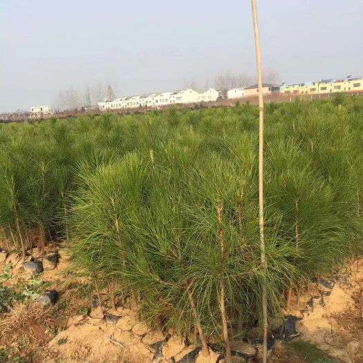 随州湿地松树苗 二年生80公分湿地松杯苗出售价格实惠