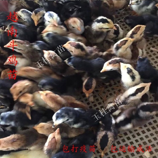 南宁越南斗鸡苗 鬼子斗鸡苗 活体鸡苗 小鸡苗