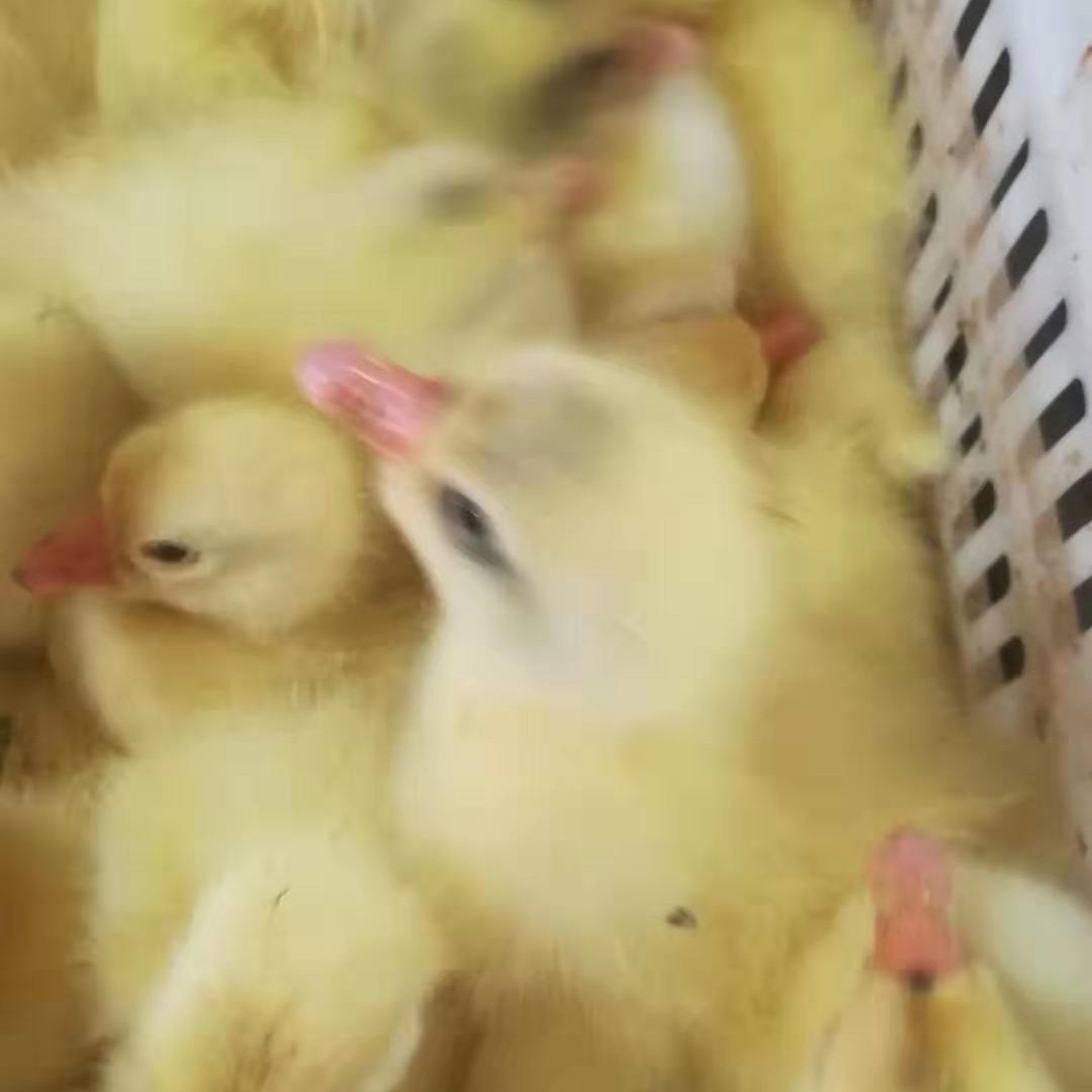 白狮头鹅苗
