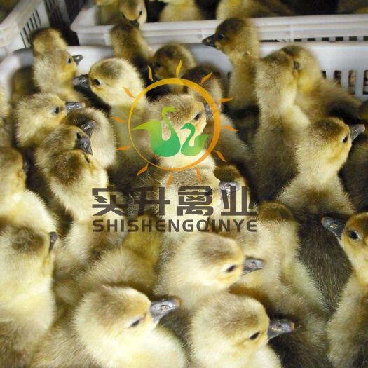南宁 优质朗德鹅苗