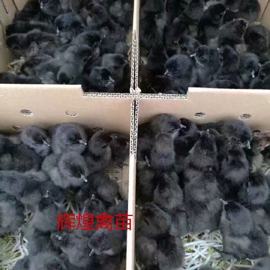 南宁 绿壳蛋鸡苗 珍珠鸡苗 桂柳白鸭苗 杂交鹅苗 出壳包打疫苗 运