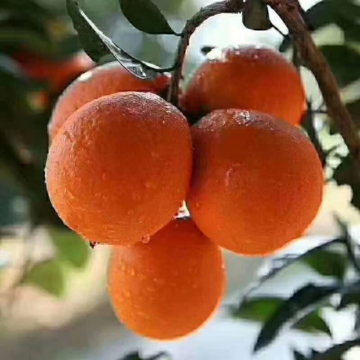 奉节 重庆奉节脐橙