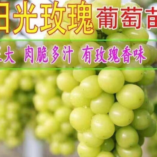 平邑县 阳光玫瑰葡萄苗 耐储存口感好基 地直供保证成活率