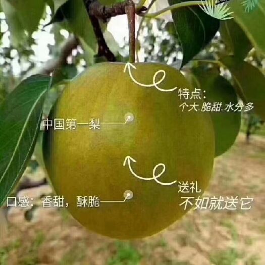隰县玉露香梨 75mm以上 200-250g