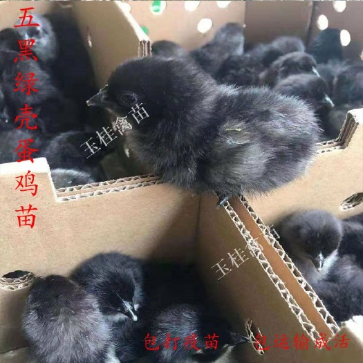 南宁五黑鸡苗 绿壳蛋鸡苗 乌鸡苗 乌骨鸡苗