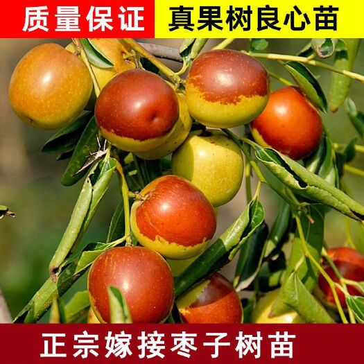 平邑县 嫁接 沾化冬枣苗 基地直销 现挖现卖 保证成活率