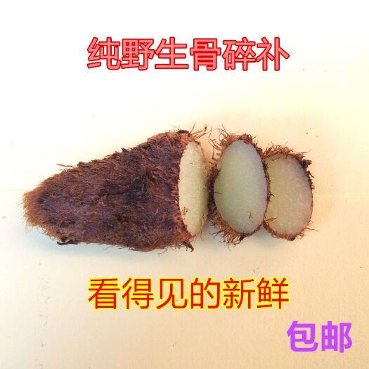 始兴县骨碎朴 中药材大叶骨碎补现采新鲜发货