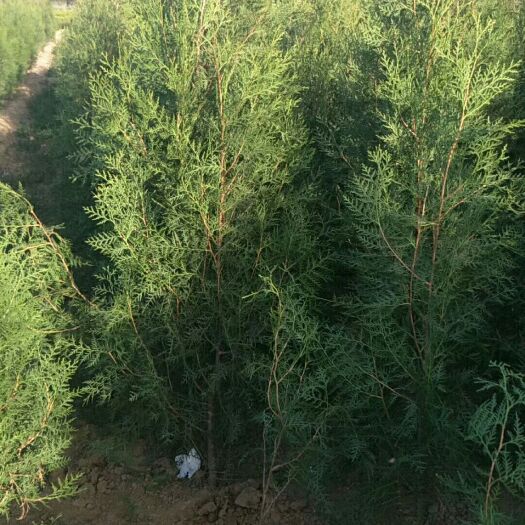 千阳县窄冠侧柏 16/18杯，1.5到2米的大量供应，着急处理，价格面议。