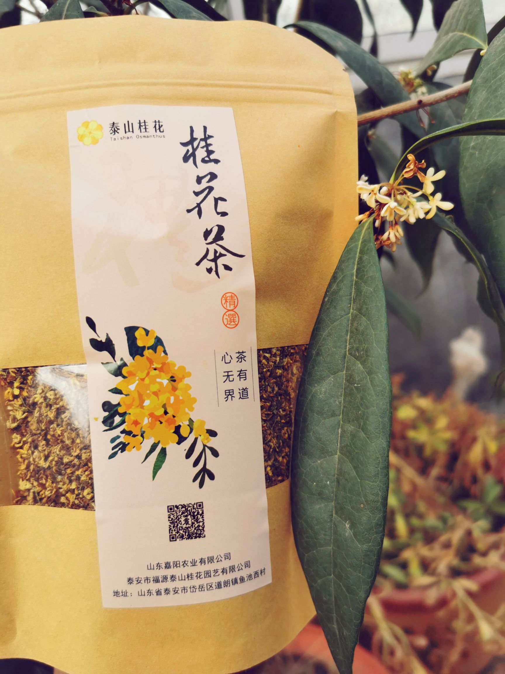  新鲜特级无硫金桂花茶，食用烘焙新鲜干桂花