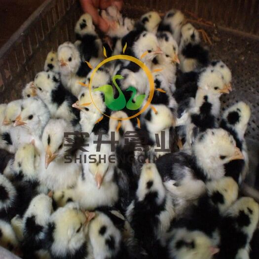 南宁 贵妃鸡苗孵化厂 贵妃鸡正宗 贵妃鸡苗供应商 贵妃鸡销售