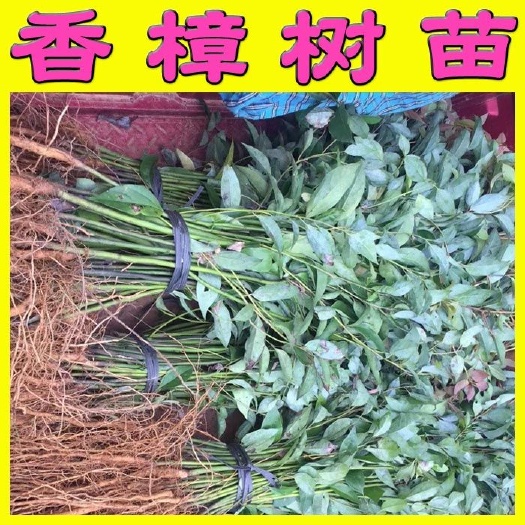 阳朔县樟树苗 小叶香樟苗 大叶香 根须发达 基地直销 量多优惠包邮