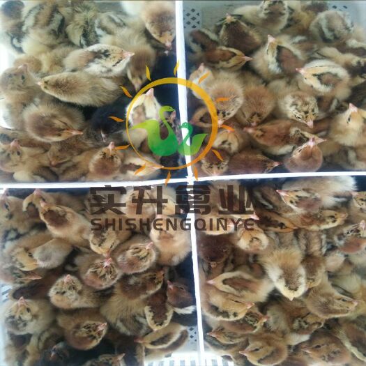 南宁铁脚麻鸡苗 铁脚麻鸡供应商  孵化场  价格