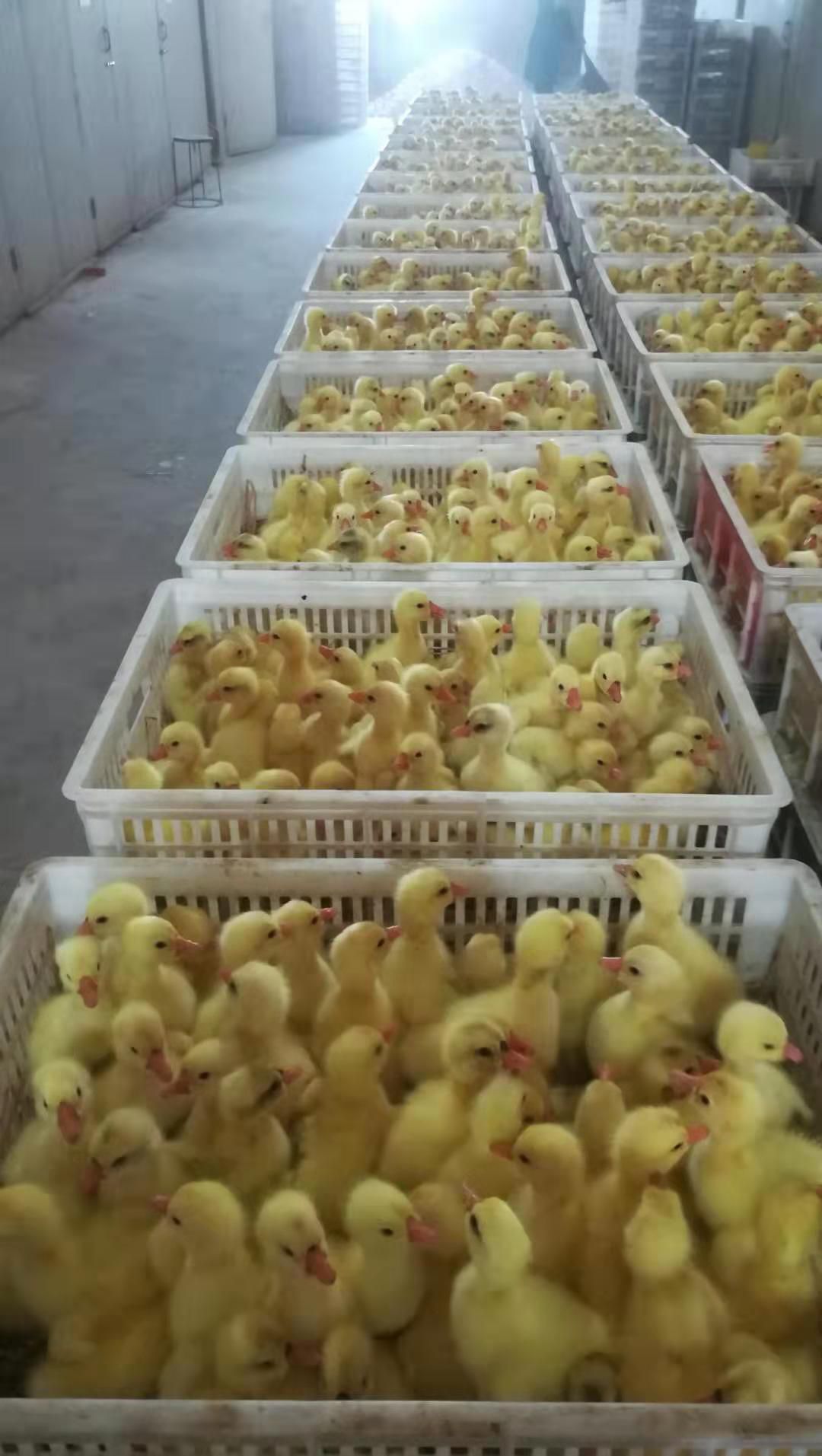 白狮头鹅苗