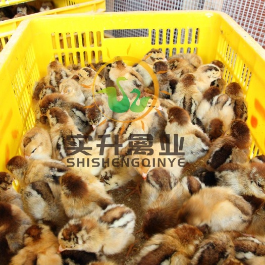 南宁 良凤花鸡苗报价 良凤花鸡交易市场 良凤花鸡苗供应商