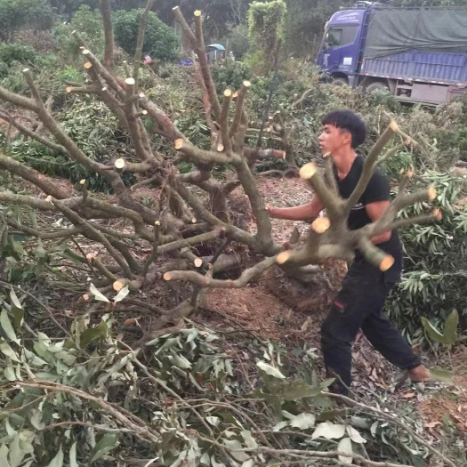 博罗县桂味荔枝 桂味