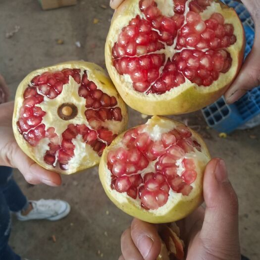 会理市 会理青皮甜石榴