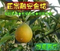 融安县 融安滑皮金桔