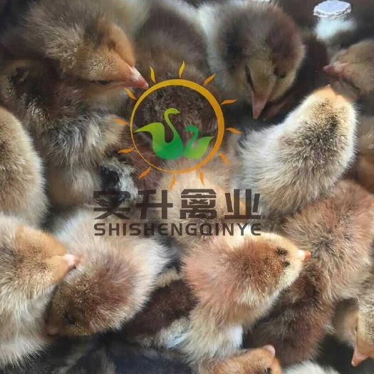 南宁 K9鸡苗批发价格 K9鸡苗孵化厂K9鸡苗市场 K9鸡鸡苗商