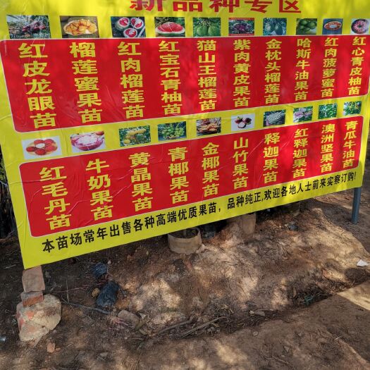 浦北县泰国红宝石柚苗 泰国红宝石柚子树苗越南青皮柚子树苗