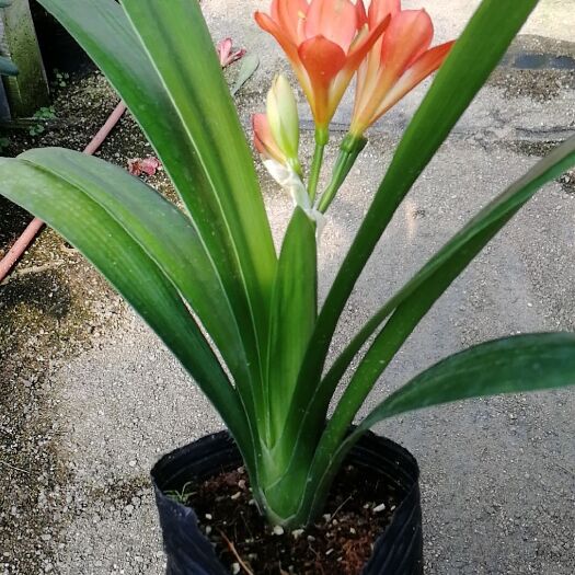 漳平市君子兰盆栽 精品开花四季君子兰