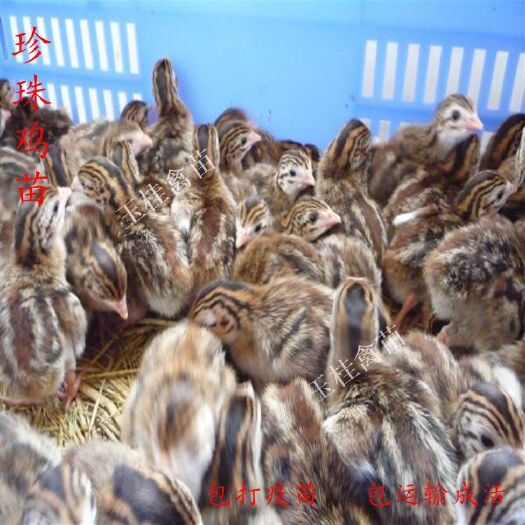 南宁珍珠鸡苗 小鸡苗 活体鸡苗 土鸡苗 包打疫苗包运输成活